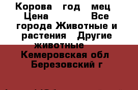 Корова 1 год 4 мец › Цена ­ 27 000 - Все города Животные и растения » Другие животные   . Кемеровская обл.,Березовский г.